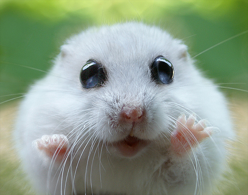 Dwarf Hamsters My Website